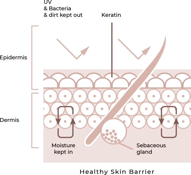 Lumi-Eyes-Showing-Healthy-Skin-Barrier